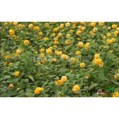 连翘，江苏连翘苗，2015年连翘苗价格