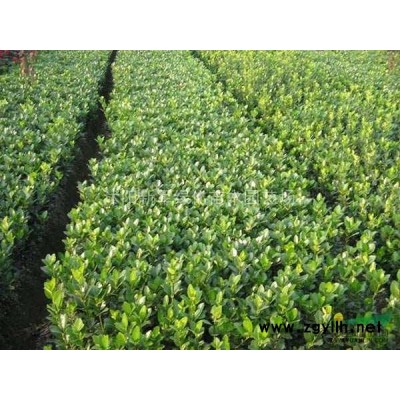 洒金柏 江苏洒金柏基地 洒金柏*新报价