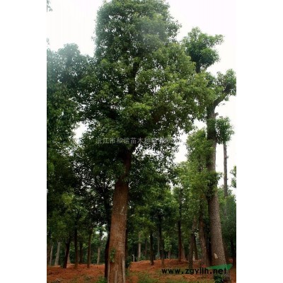 全冠栾树价格 10-15公分