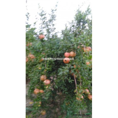 供应河南地区河阴石榴树 质量保证