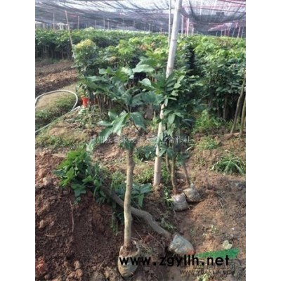 油茶苗价格合作社低价供应