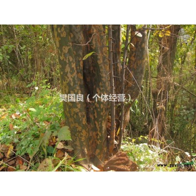 10公分左右大叶女贞