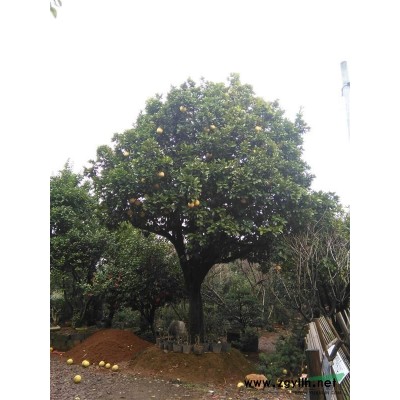 安徽红叶石楠树价格，金华红叶石楠大小杯苗种植基地 货好选择多