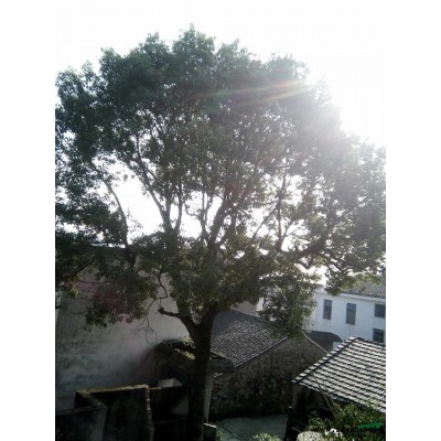 27年自家樟树出售