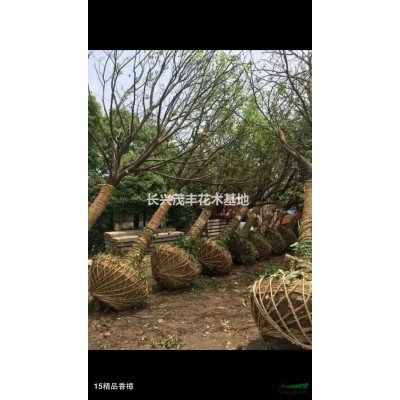 浙江香樟 长兴香樟 15公分香樟 香樟价格