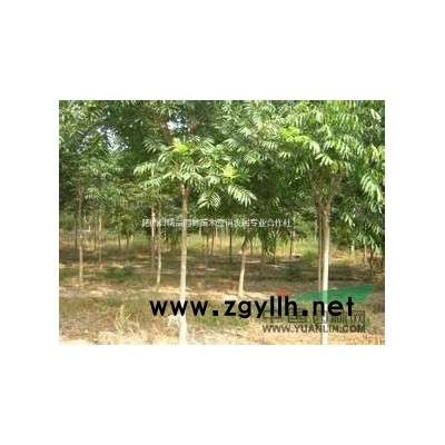 安徽出售优质栾树，*新栾树苗价格，*便宜栾树批发多少钱