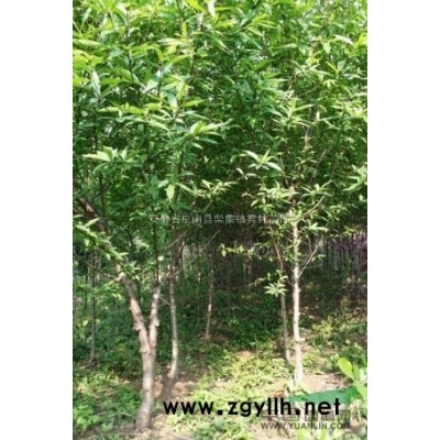 红枫 红花继木 红菊