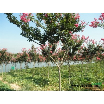 江苏丛生榉树 丛生榉树价格