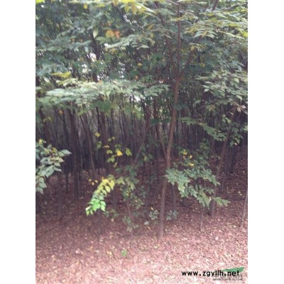 朴树供应  朴树价格