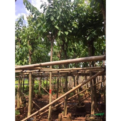 海南地区供应黄槐