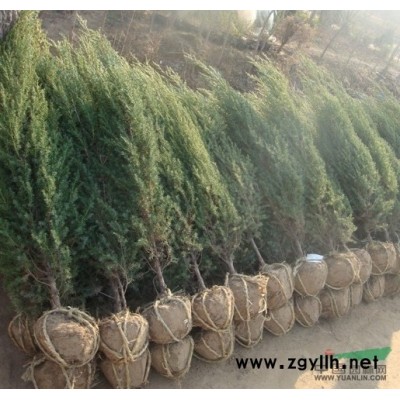 金森女贞基地，江苏金森女贞价格