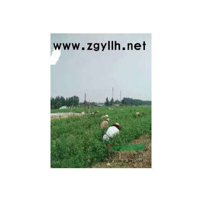 山东皂戸李镇白蜡、国槐、果树、苗木嫁接