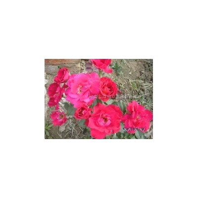 耐寒法国冬青、耐寒红花继木、高杆女贞深山含笑