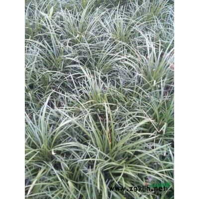 麦冬草2报价/安徽麦冬草2报价