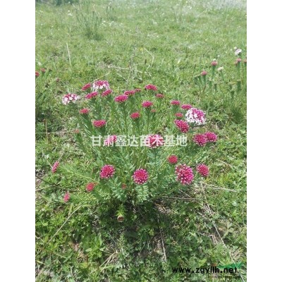 皂角
