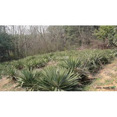 枸骨 独干枸骨 有刺枸骨 江苏枸骨