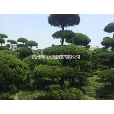 浙江供应大批量造型龙柏