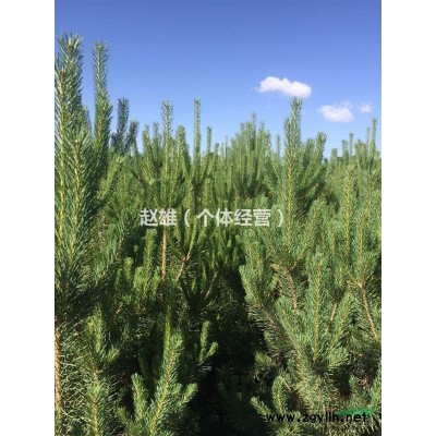 云杉，樟子松，油松树苗