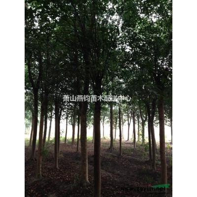 供应10公分以上青梅桩(可嫁接红梅)