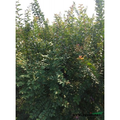 丛生紫荆，丛生紫薇，青垂柳，速生法桐，观花石榴，丝棉木