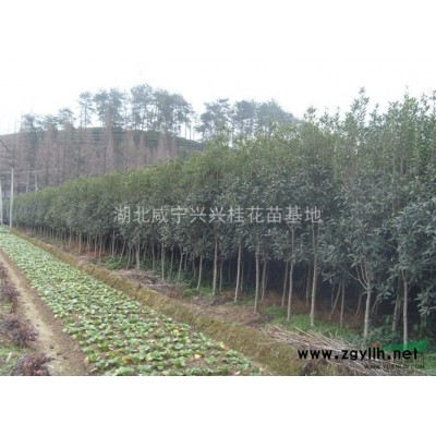 桂花树是乔木还是灌木？