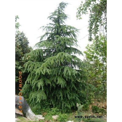 红叶小檗、麦冬草