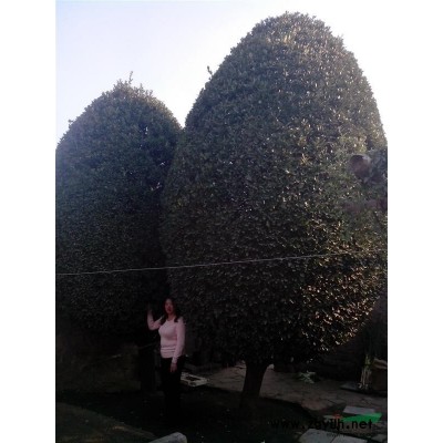 两棵树龄58年的特大冬青景观造型树