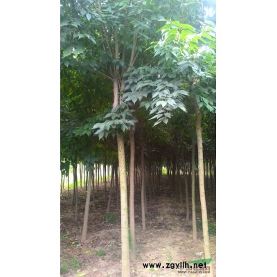 红瑞木 红王子锦带 连翘 红叶石楠 龙柏 金叶女贞 月季