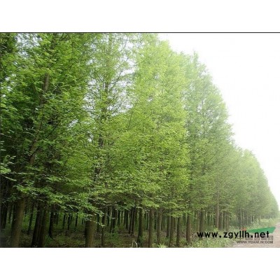 湖南益阳各种规格池杉供应  池杉价格