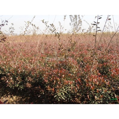 红叶石楠球，P150红叶石楠球，2014年红叶石楠球价格