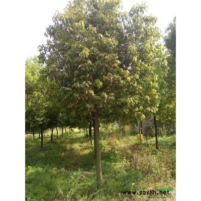 湖北地区供应，10-30香樟，6-8枇杷，5-20广玉兰