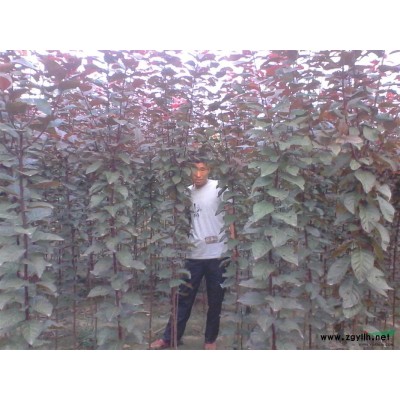 出售红叶李树苗