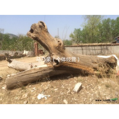 直径一米，高度270cm国槐出售