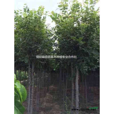 哪里有8公分圆冠榆？