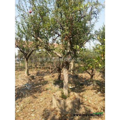 公司果粮简作高密度种植模式