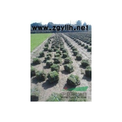 句容景叶苗木主营朴树，榉树，栾树