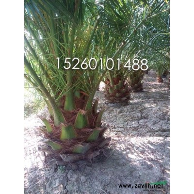 大量供应8--10公分小叶榕袋装苗