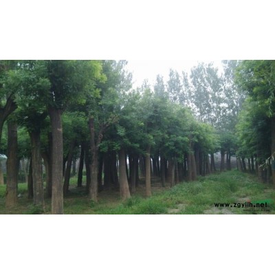 山东菏泽国槐价格