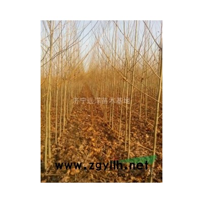 供应2-7公分国槐，北栾，法桐，合欢树