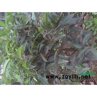 成都地区供应1-1.2米地笼桂