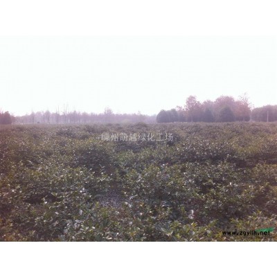 专业供应红叶石楠（单杆红叶石楠、红叶石楠球、红叶石楠柱）