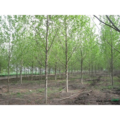 山东济宁供应14公分法桐2年冠