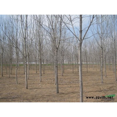 河南许昌大量 丝棉木一年苗，丝棉木二年苗 红叶李苗