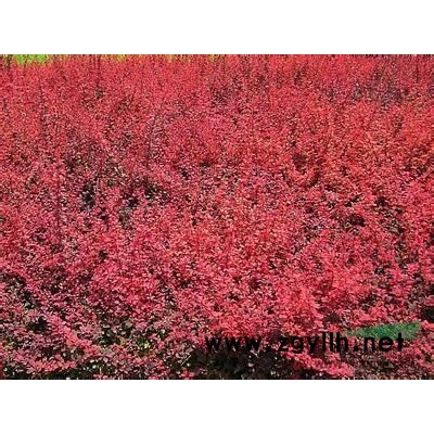 长期供应 金叶女贞  小檗