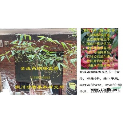 系列金丝吊蝴蝶、冬红黄杨苗木及接穗预订