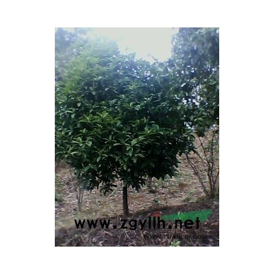 松滋楠木苗供应