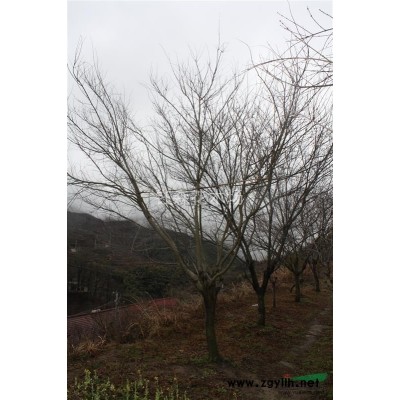 农户一手特价 紫玉兰 白玉兰 黄玉兰 红玉兰 欢迎批发包食宿