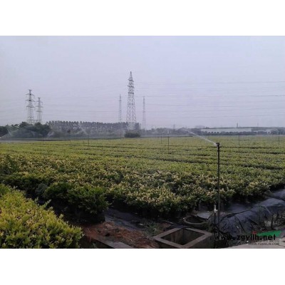 易栽容器苗 红叶石楠 红叶南天竹 女贞 夏季施工之*选