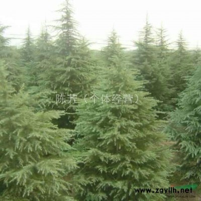 南京苗木销售基地雪松