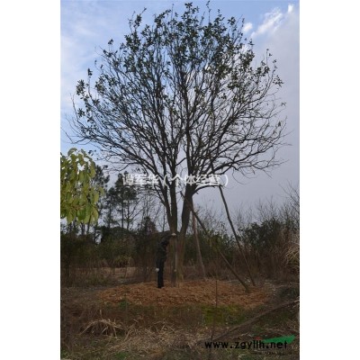 香泡树小苗 胸径1-7公分香泡树苗